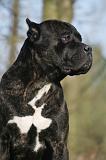 CANE CORSO 1420